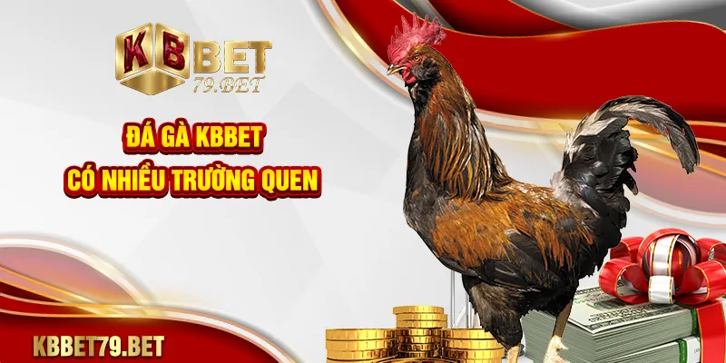 Đá gà KBBET có nhiều trường quen