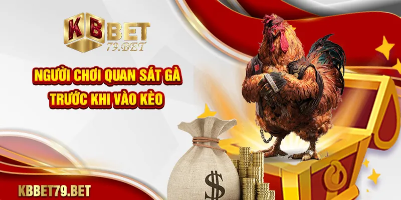 Người chơi quan sát gà trước khi vào kèo